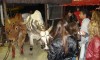 junina10-079