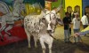 junina10-087